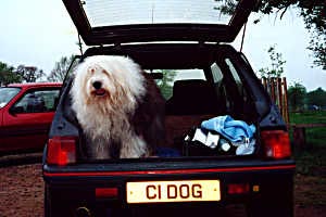 Image of C1 DOG